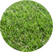 Sir Grange Zoysia lawn turf