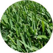 Sir Walter DNA Certified lawn turf