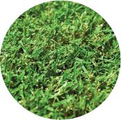 TifTuf Hybrid Bermuda lawn turf