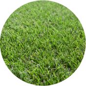 Sir Grange Zoysia lawn turf